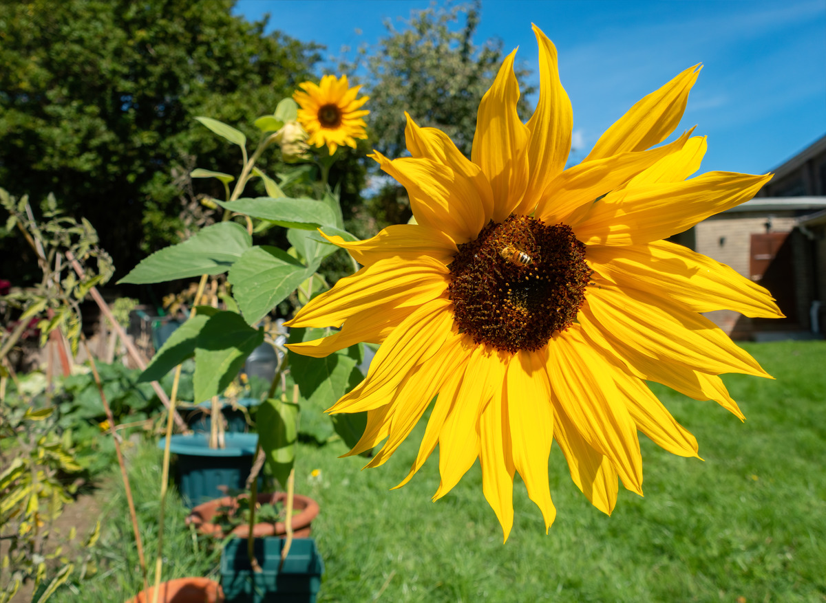 Community Garden